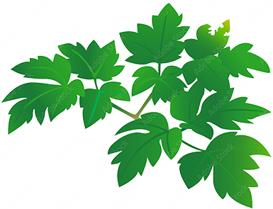 明日葉